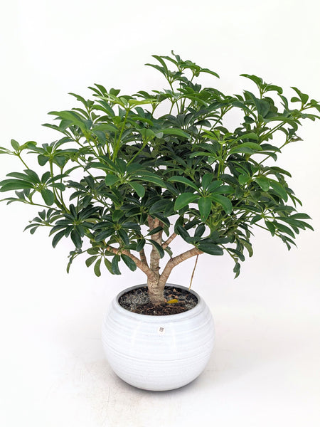 'Boba' the Dwarf Umbrella Tree