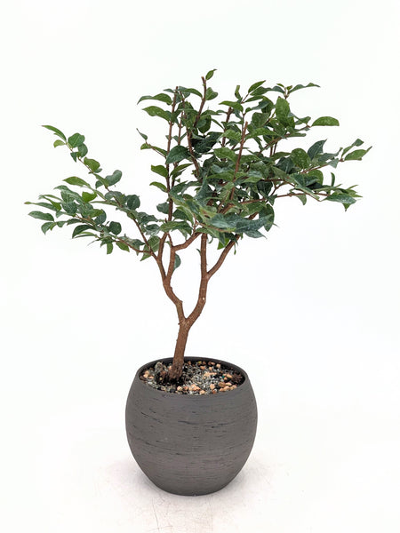 jaboticaba bonsai tree for sale Jaboticaba Bonsai