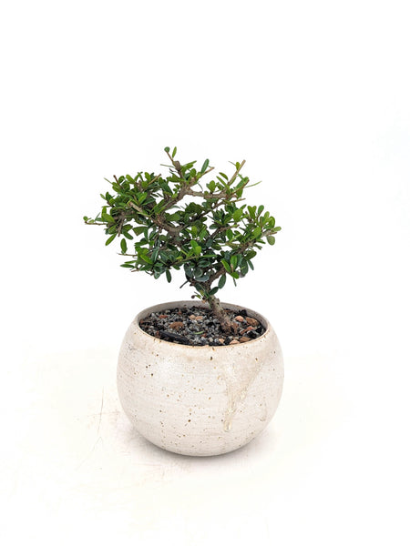 'Olli' the Tropical Boxwood