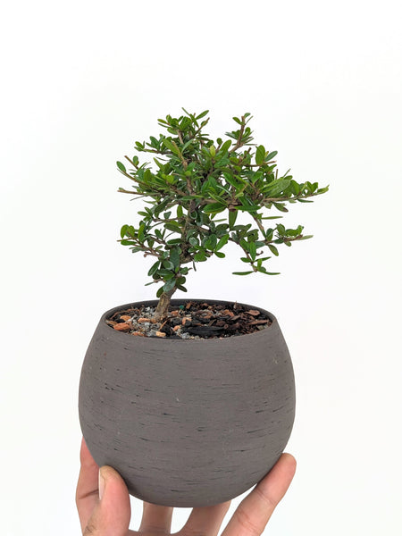 'Olli' the Tropical Boxwood