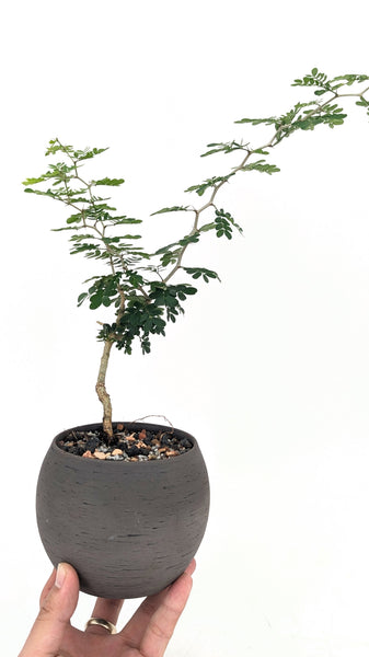 ebony tree bonsai Texas Ebony Modern Bonsai