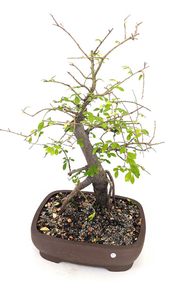 'Merlin' the Chinese Elm - #675