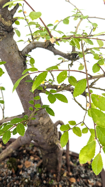 'Merlin' the Chinese Elm - #675