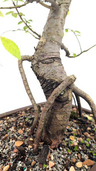 'Merlin' the Chinese Elm - #675