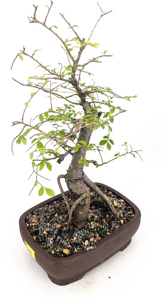 'Merlin' the Chinese Elm - #675