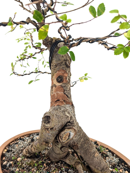 'Merlin' the Chinese Elm - #676