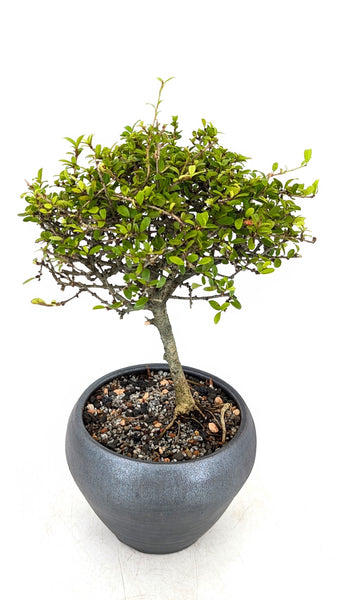 'Olli' the Tropical Boxwood - #687