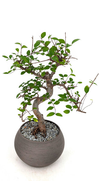 'Zen' the Chinese Elm - #688