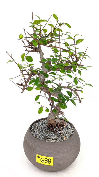 'Zen' the Chinese Elm - #688