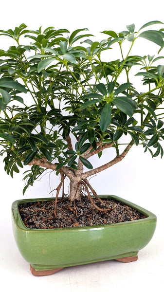 'Boba' the Dwarf Umbrella Tree - #685