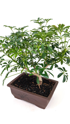 Dwarf Umbrella Tree Bonsai | The Bonsai Shop – Dandy Farmer