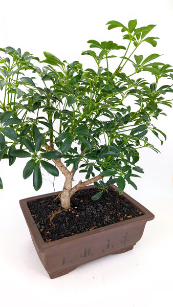 'Boba' the Dwarf Umbrella Tree - #684