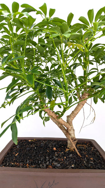 'Boba' the Dwarf Umbrella Tree - #684