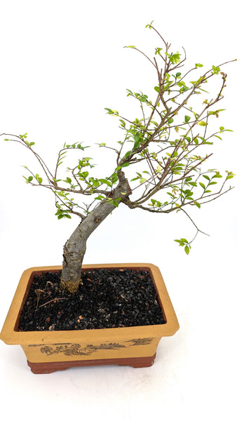 'Merlin' the Chinese Elm - #682