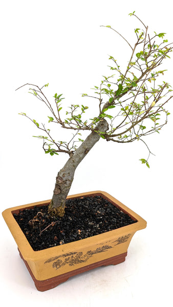 'Merlin' the Chinese Elm - #682