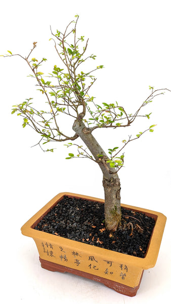 'Merlin' the Chinese Elm - #682