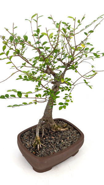 'Merlin' the Chinese Elm - #683