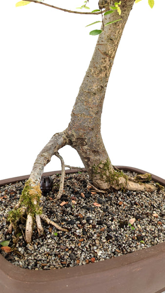 'Merlin' the Chinese Elm - #683