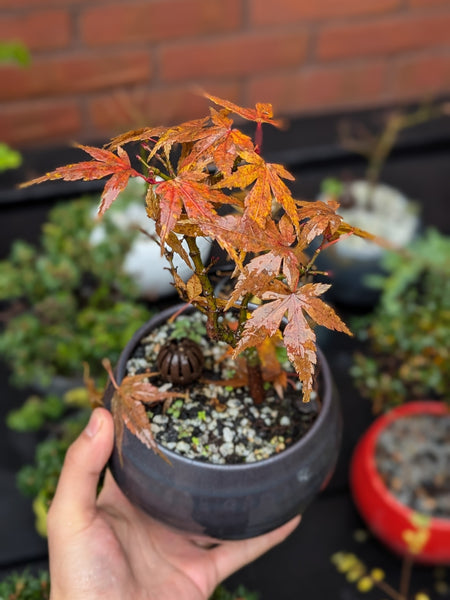 'Eli' the Japanese Mini Maple