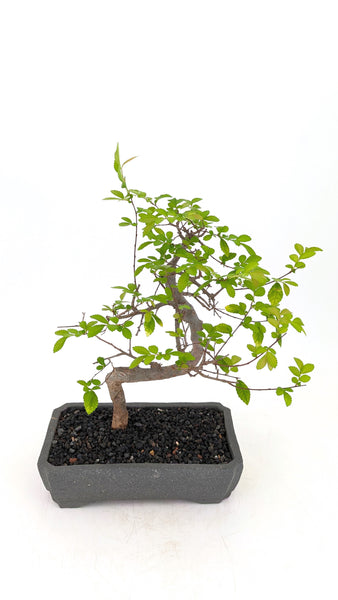 'Zen' the Chinese Elm - #694