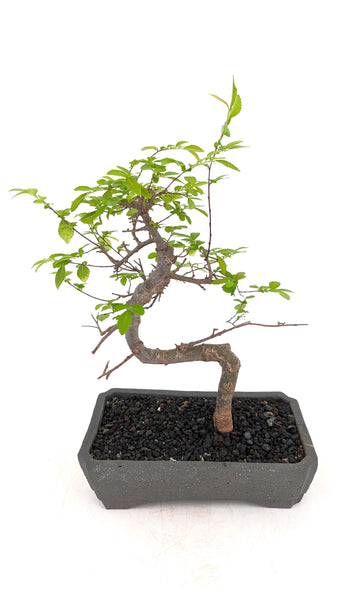 'Zen' the Chinese Elm - #694