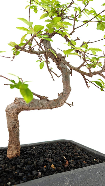 'Zen' the Chinese Elm - #694