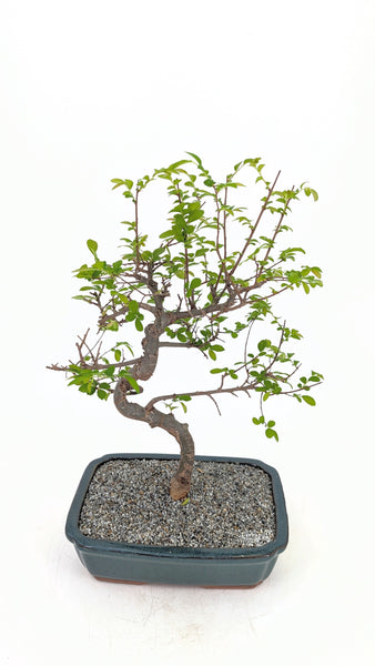 'Zen' the Chinese Elm - #695