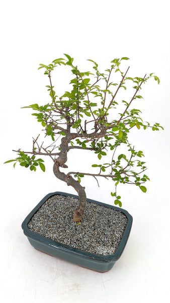 'Zen' the Chinese Elm - #695