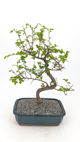 'Zen' the Chinese Elm - #695