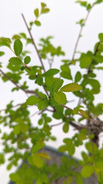 'Zen' the Chinese Elm - #695