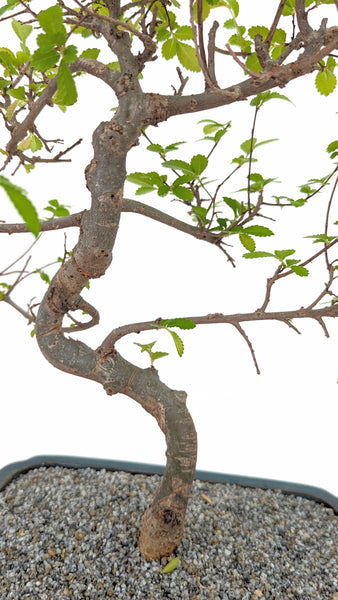 'Zen' the Chinese Elm - #695