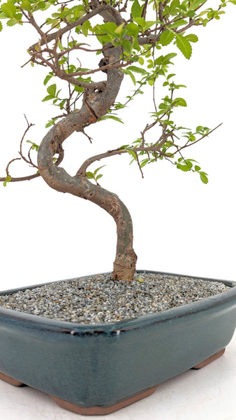 'Zen' the Chinese Elm - #695