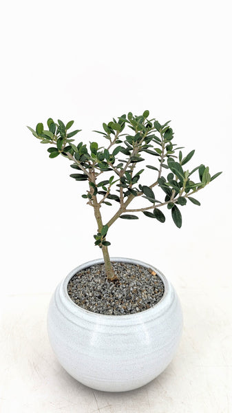 'Olivia' the European Olive