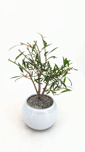 'Nene' the Willow Leaf Fig