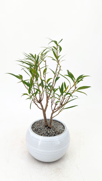 'Nene' the Willow Leaf Fig