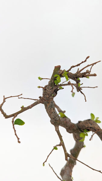 'Zen' the Chinese Elm