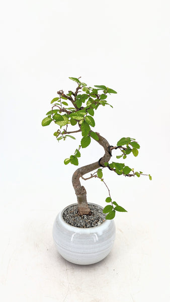 'Zen' the Chinese Elm