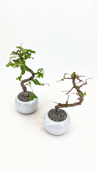 'Zen' the Chinese Elm