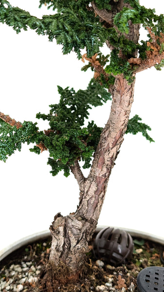 'Chiku' the Hinoki Cypress - #440