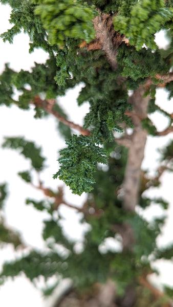 'Chiku' the Hinoki Cypress - #440