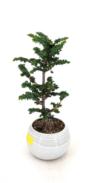 'Chiku' the Hinoki Cypress - #440