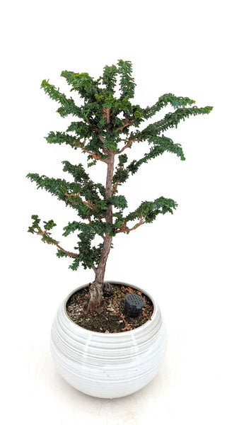 'Chiku' the Hinoki Cypress - #440