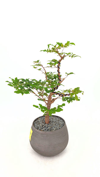 'Jeb' the Jaboticaba Tree -#549