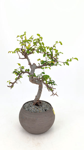 'Zen' the Chinese Elm - #688