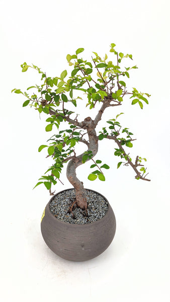 'Zen' the Chinese Elm - #688