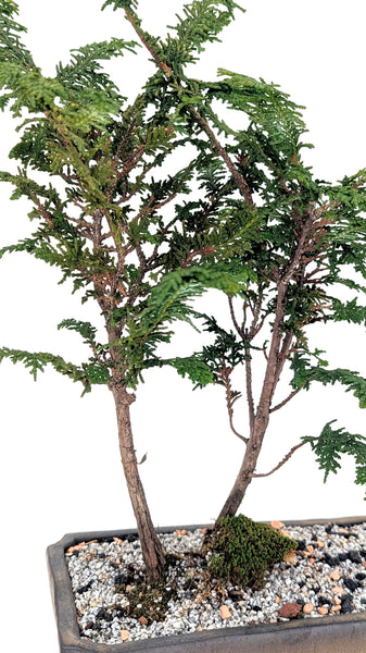 'Luca' the Fernspray Hinoki Cypress - #699