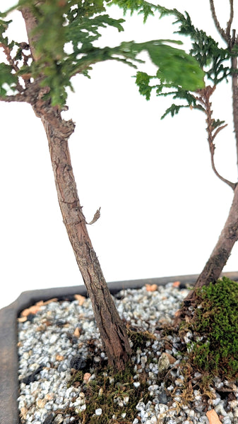 'Luca' the Fernspray Hinoki Cypress - #699