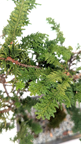 'Luca' the Fernspray Hinoki Cypress - #699