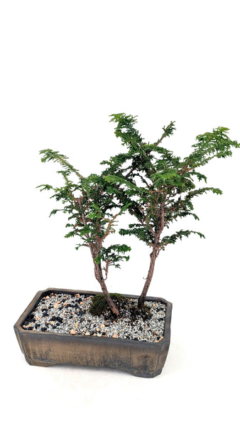 'Luca' the Fernspray Hinoki Cypress - #699