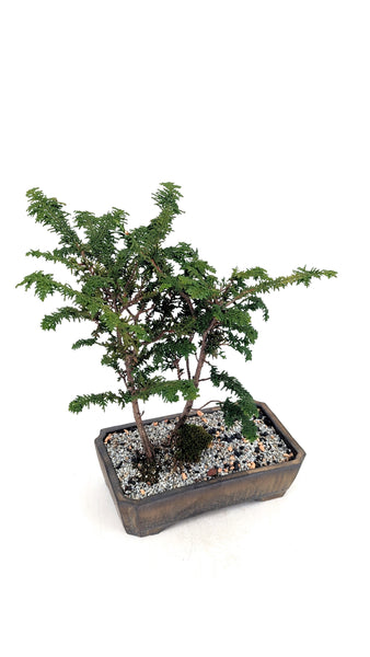 'Luca' the Fernspray Hinoki Cypress - #699